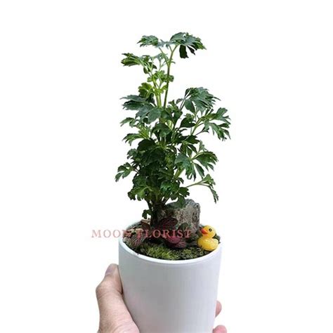 水種植物風水|【水種植物風水】水種植物風水指南：招財、旺運、提。